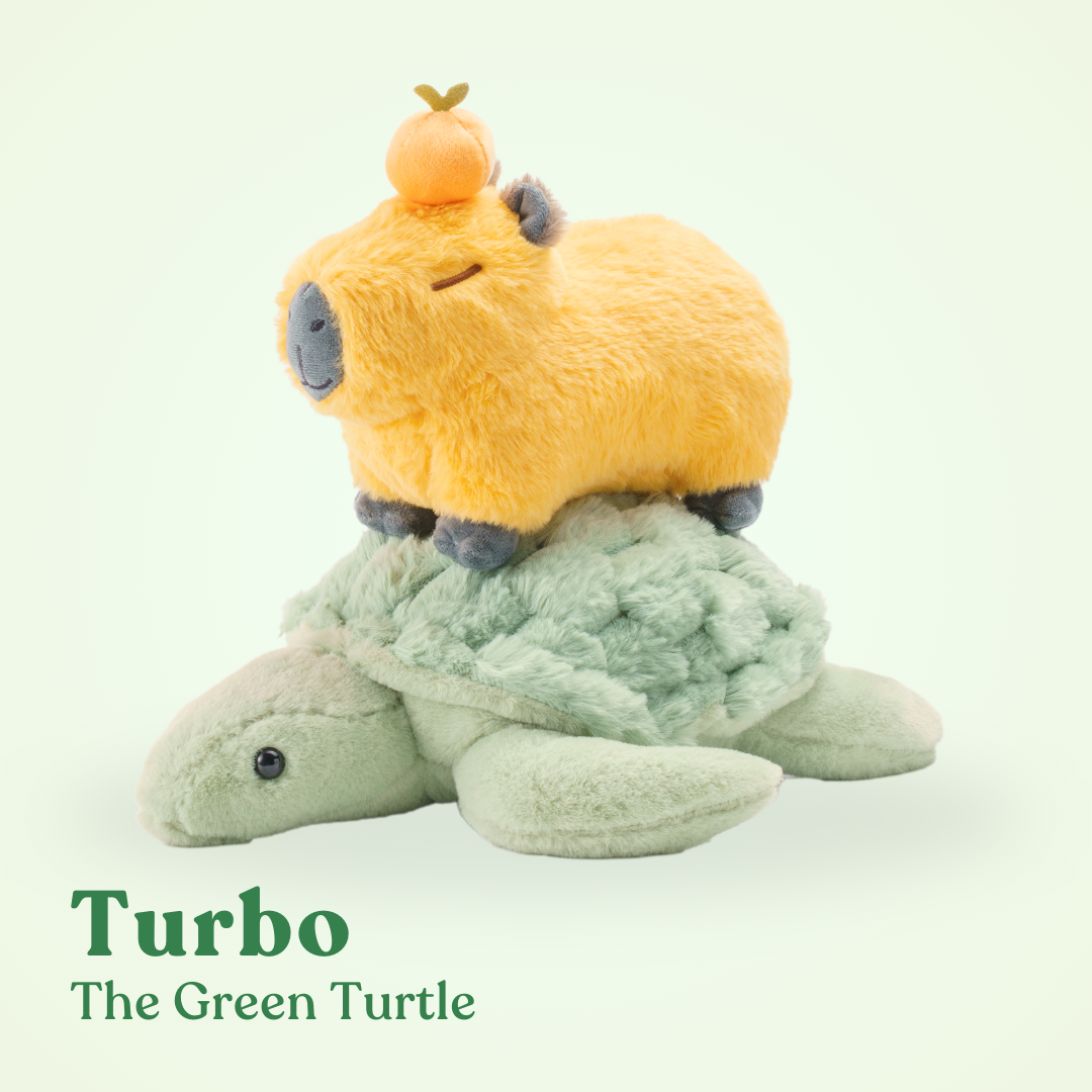 Turbo Green Turtle